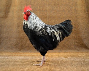 A black Dorking rooster with silver-gray feathers around the head.