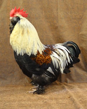 A red, black and white Faverolles rooster.