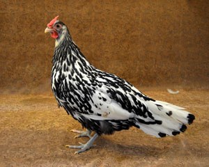 A small black and white Hamburg hen.
