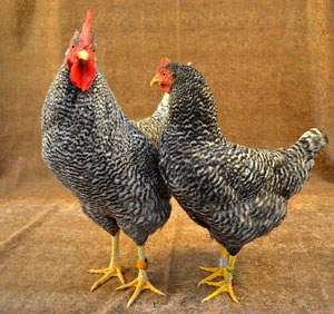 Two black and white Holland chickens.