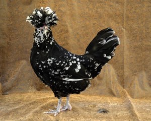 A black Houdan chicken with white speckles and fluffy feathers on its head.