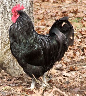 A black Java rooster.