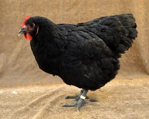 Jersey Giant Chicken - The Livestock Conservancy