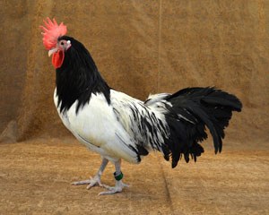 A black and white Lakenvelder rooster with long tail feathers.