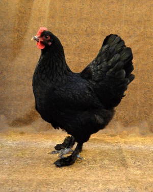 A solid black Langshan hen with black legs.