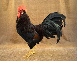 A black and dark red Leghorn rooster with long tail feathers.