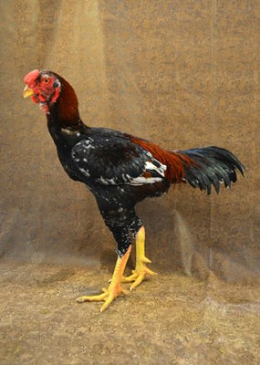 A tall black and dark red Malay chicken.