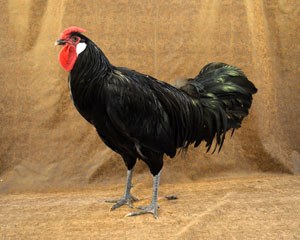 A black Minorca hen with fluffy tail feathers.