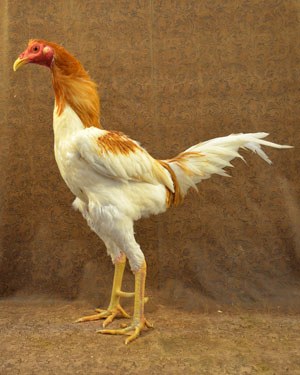 A tall, white and red Modern Game hen.