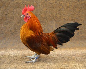 A small, dark red Nankin rooster with black tail feathers.