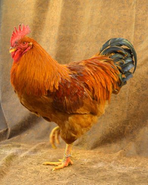 A New Hampshire Red rooster with black tail feathers.