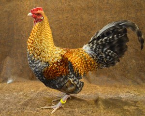 A gold and black colored Old English Game hen.