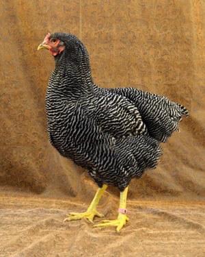 A small black and white Plymouth Rock hen.
