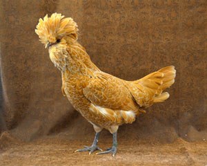 A small golden colored Polish chicken.