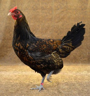 A black and red Red Cap chicken.