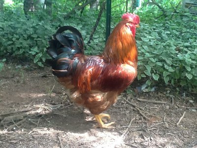 A Rhode Island Red rooster with black tail feathers.