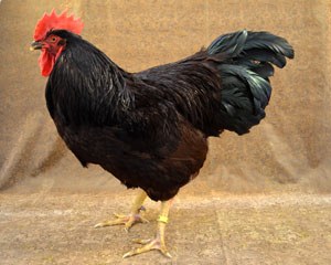 A dark Rhode Island Red rooster with greenish-black tail feathers.