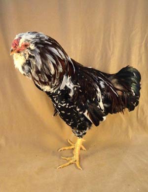 A tall black and white Russian Orloff hen.