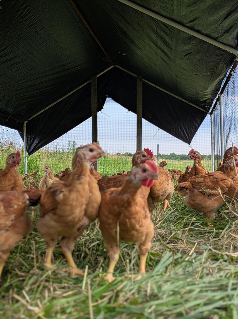 Group of Red Brick Sasso chickens standing on grass beneath a portable shade structure in a pasture.