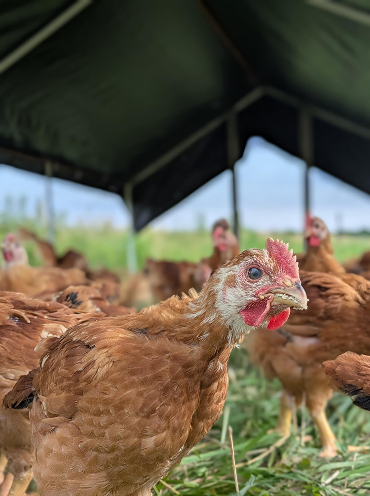 Red Brick Sasso chicken standing on grass beneath a portable shade structure, with other chickens visible in the background.