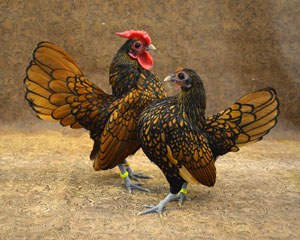 Two red and black Sebright chickens with fanned out tail feathers.