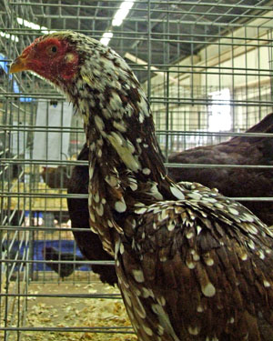 A brown and white speckled Shamo chicken.
