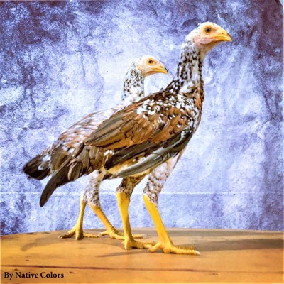 Two brown and white speckled Shamo chickens.
