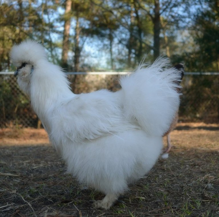 A fluffy white Silkie chicken standing in the dirt.