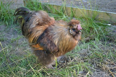 A fluffy brown Silkie chicken.