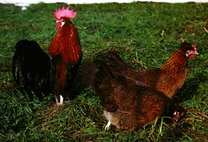A red Styrian rooster and two hens standing in the grass.