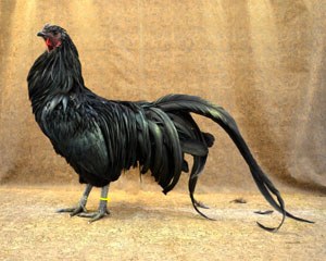 A black Sumatra hen with long tail feathers.
