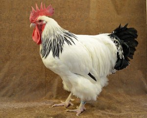 A white Sussex rooster with black tail feathers.