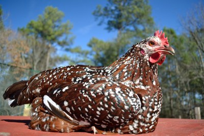A red and white speckled Sussex hen.