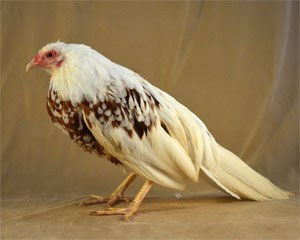 A white and brown Yokohama chicken with long tail feathers.