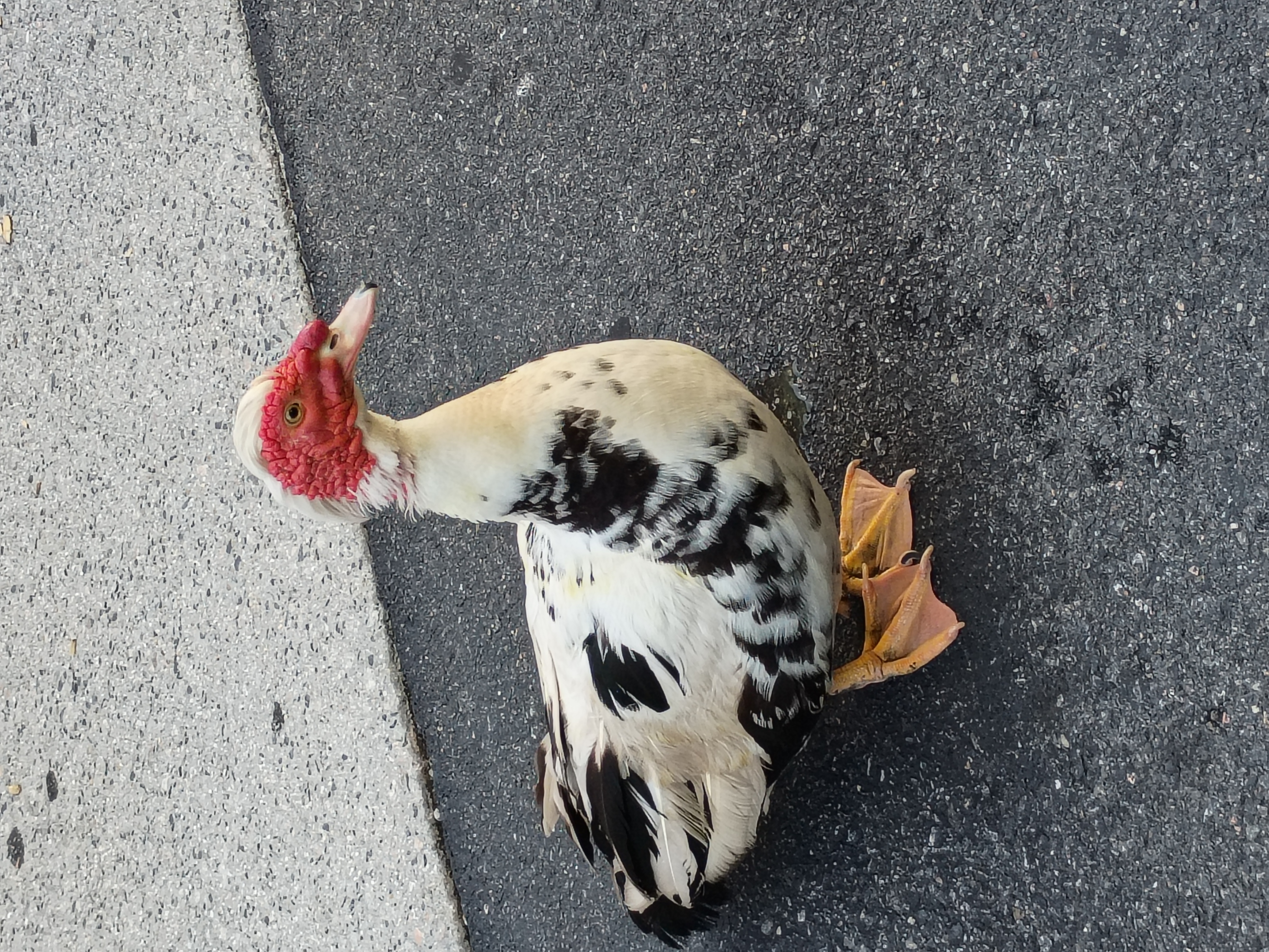 A Muscovy duck with white and black plumage standing on asphalt.