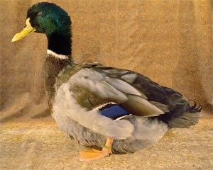 A Rouen duck with green feathers around its head and a gray colored body.