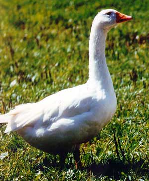 A white Diepholz goose walking across the grass.