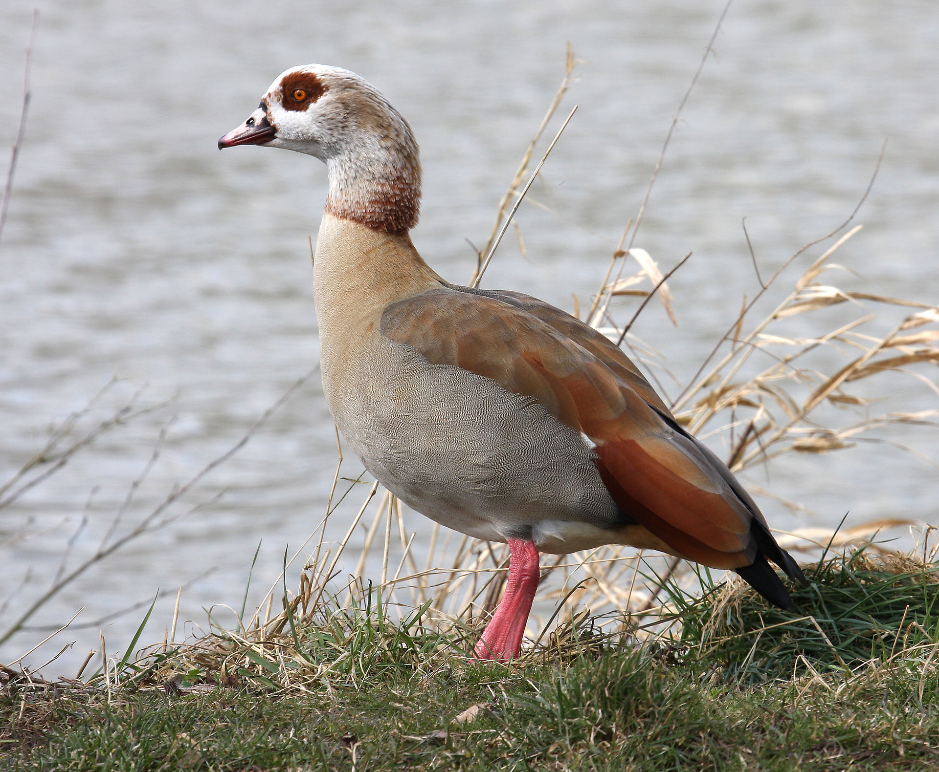 A brown and gray Egyptian goose standing along the water.