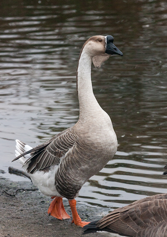 A grayish-brown African goose walking along the water.