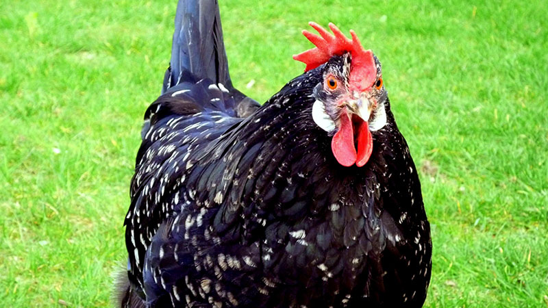 A black Ancona chicken with white speckles standing in the grass.