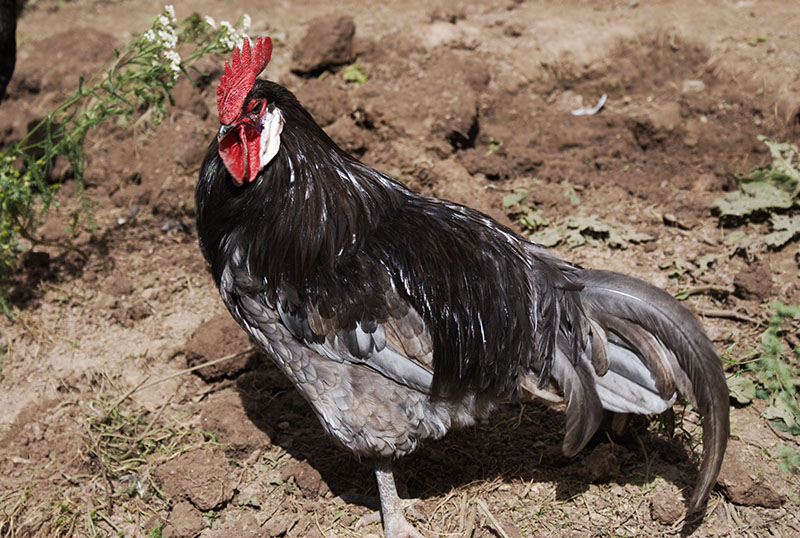 A black and gray Andalusian rooster standing in the dirt.