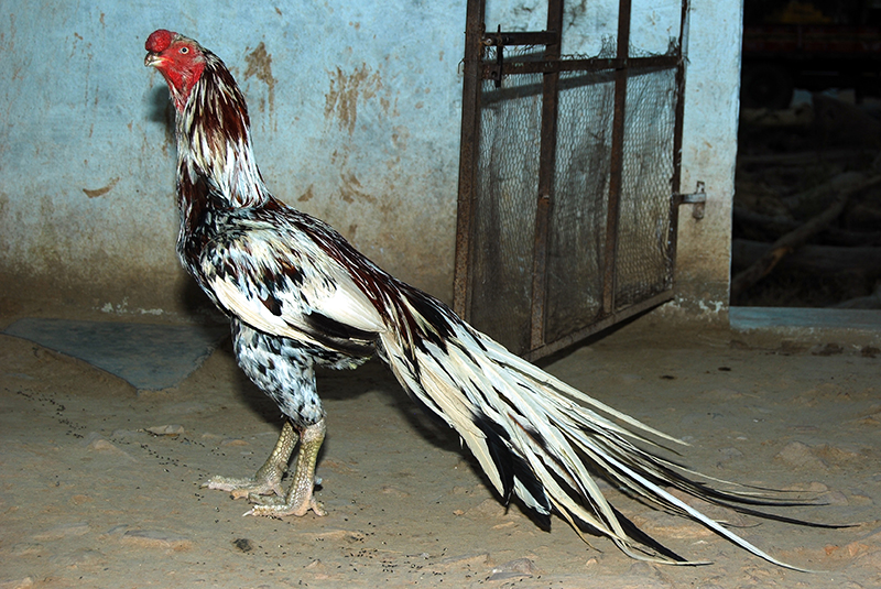 A black and white Aseel chicken with long tail feathers.