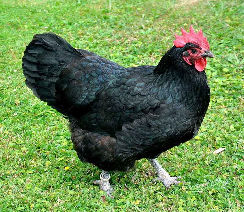 An black Australorp chicken standing in the grass.