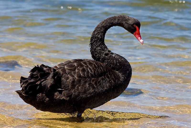 A Black Swan standing in shallow water.