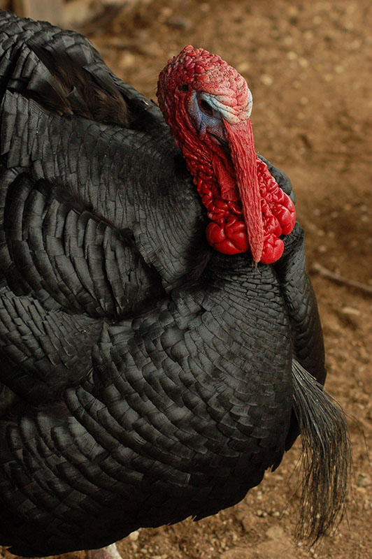 A close up photo of a Black turkey with shiny black feathers.