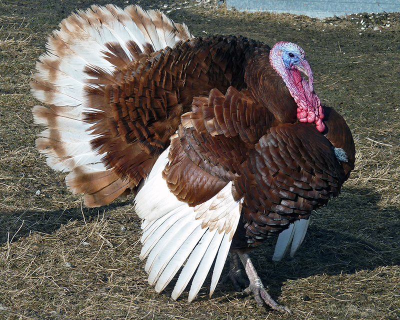 A large brown and white Bourban turkey standing in a field.