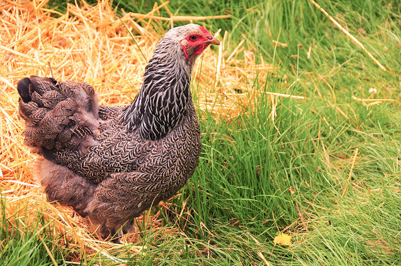 A black and white speckled Brahma chicken standing in the grass.