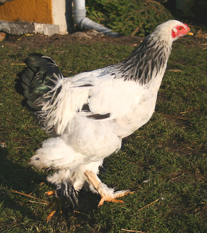 A white Brahma chicken with black spots running through the grass.