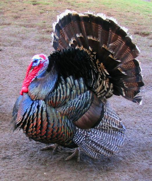 A Bronze turkey with brown and glossy green feathers standing in a grass field.