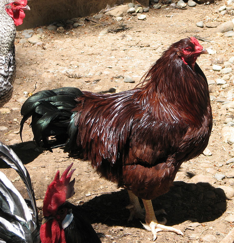 A dark red Buckeye rooster standing with other chickens.